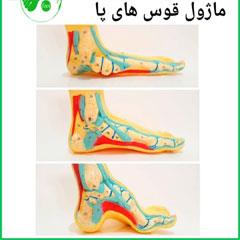 ماژول قوس های پا 